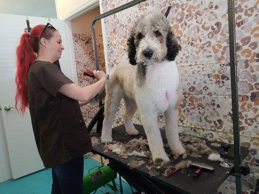 Jax getting his Grooming done by Cassie who  came to us from Bushnell, Fl ...Fabulous Fur