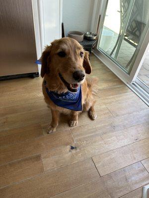 Male golden happy and clean