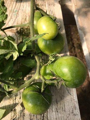 Tomatoes up close