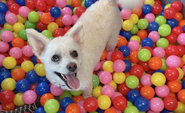 Snowball's Ball Pit Enrichment!