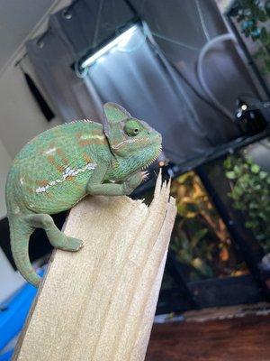 Shipped Live animal Veiled Chameleon