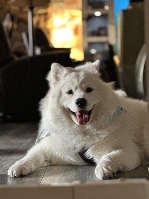 Our samoyed puppy, Taru!