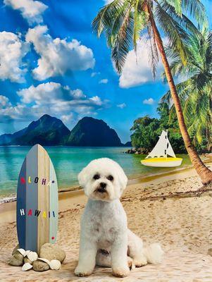 Juno Bichon Frise  Aloha  Hawaii  Free monthly themed picture with every grooming service