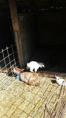 Baby goats playing on Momma back