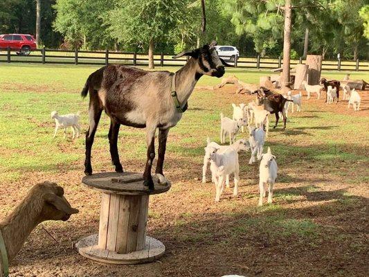 Goat on a pedestal!