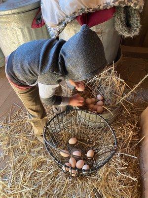 Child helps pick eggs