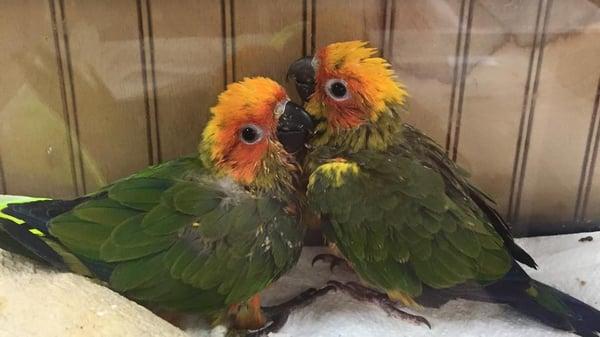 All of the babies eyes look so trusting. Bird House really takes care of their birdies. Source: Bird House.