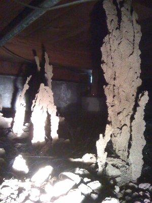 Subterranean termite tubes in subarea