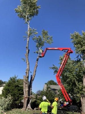 Silver Maple takedown - 72' arborist lift in action