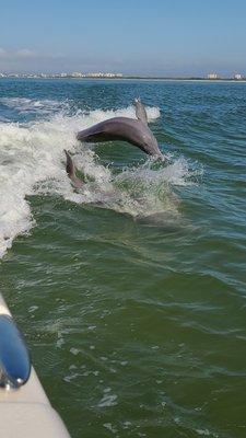 Dolphins following us