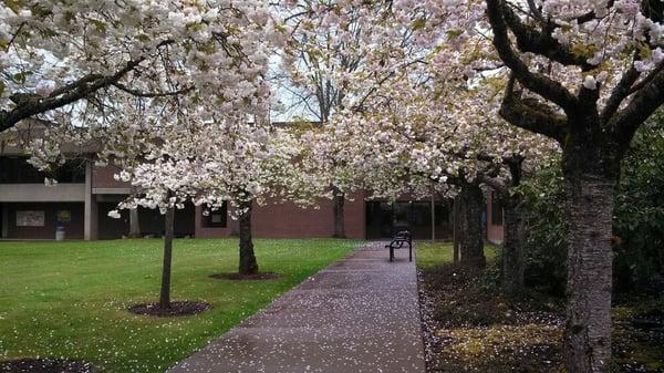 Trees on campus