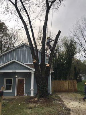 Profesional tree service trimming tree removal