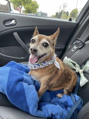 Here is a pic of Pio Pico just after his spa treatment (including a blueberry facial)! He is a happy boy!