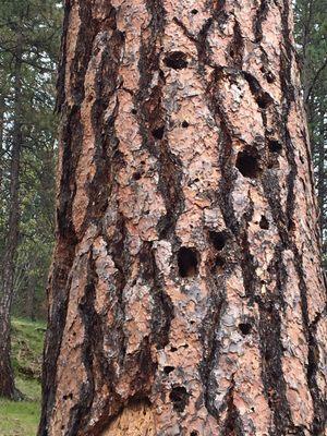 Woodpecker holes