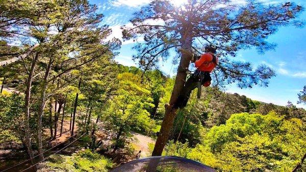 Pine tree topping - tandem climb