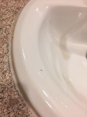 It's a subtle step up from a roach motel -- over a dozen ants coming out of the drain of the sink.