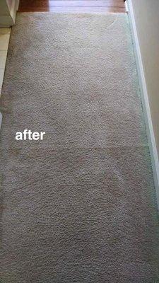 Eco Fusion Carpet Care