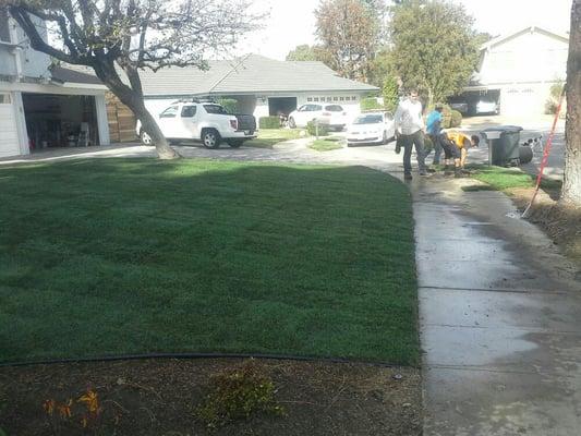 New sod installation