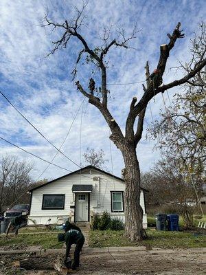 1 cottonwood Removal