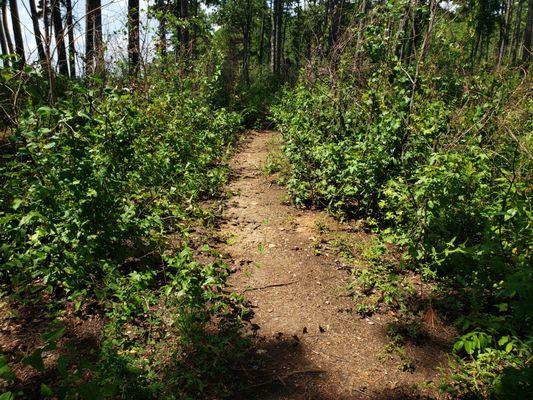 Lake Murray Boat Tours Lake Murray SC   Boat / Hike Tour