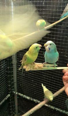 Close up and personal with the parakeets.