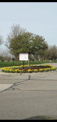 Beautiful Spring Daffodils when driving into back entrance off Romeo Plank Rd. On  Wednesday 4/10/2024