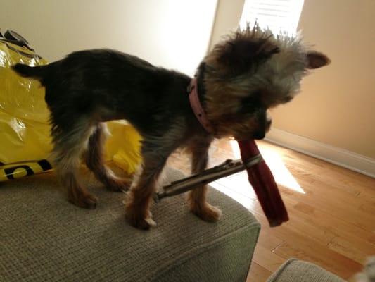 My 1.15 lb teacup yorkie loves her bully stick