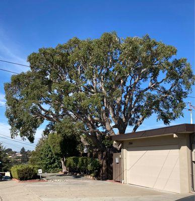 Cork oak tree (after pruning)