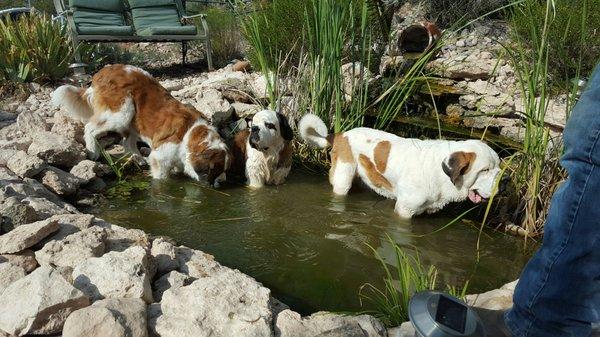 The girls hanging out in the pond.