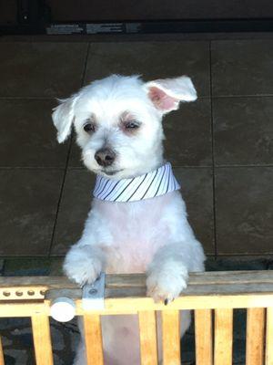 Romeo/Maltese/9lbs