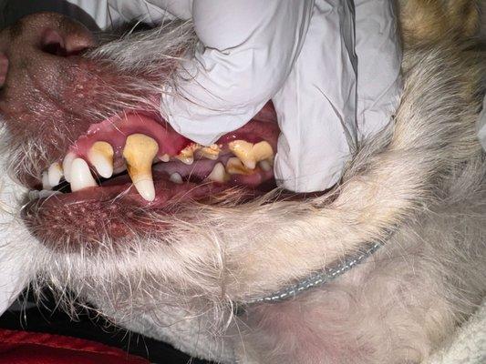 This is Oscars teeth before his cleaning at age 6 with zero dental cleanings prior