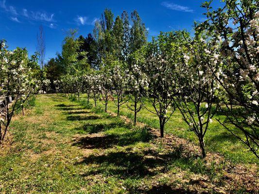 Our apple orchard in full bloom.