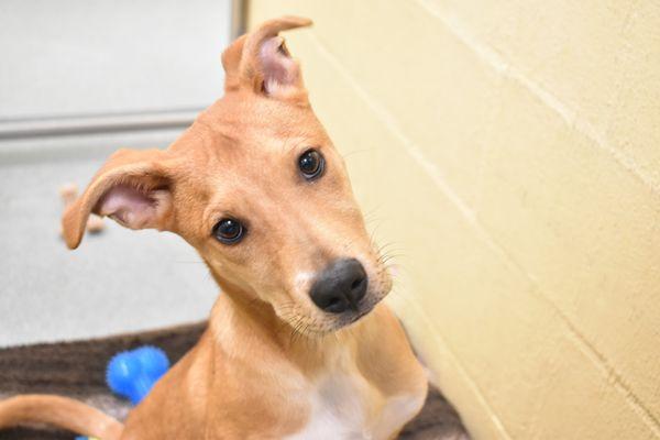 Can I go home with you?  I'm one of many wonderful dogs at the Humane Society of Broward County that is waiting to be adopted.