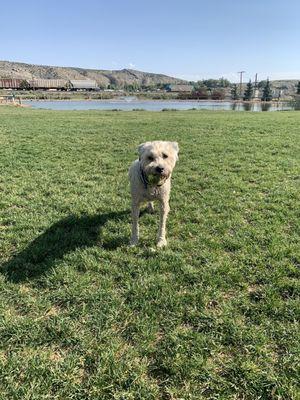 Showing off his ball.