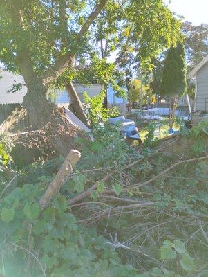 Please cut down your trees there Going to fall on om house an garage. From 515 dover 43605.we had told you since July falling on my house ,