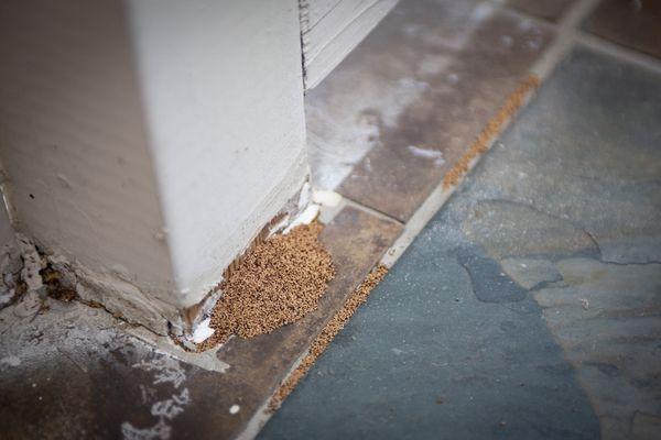 Termites in your home give us a call for a free inspection