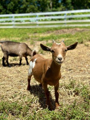 Shaker Village of Pleasant Hill