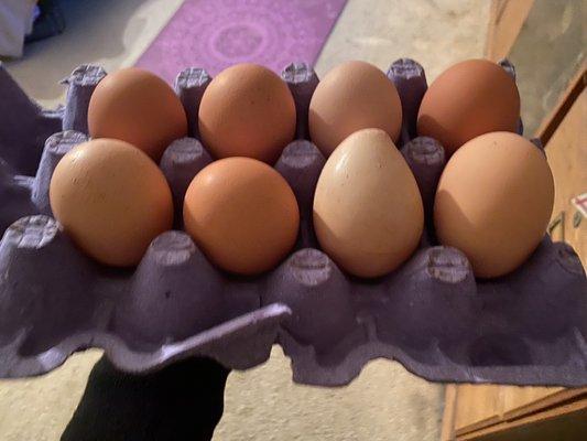 Got some fresh "Brown Eggs".  One of them have a weird shape