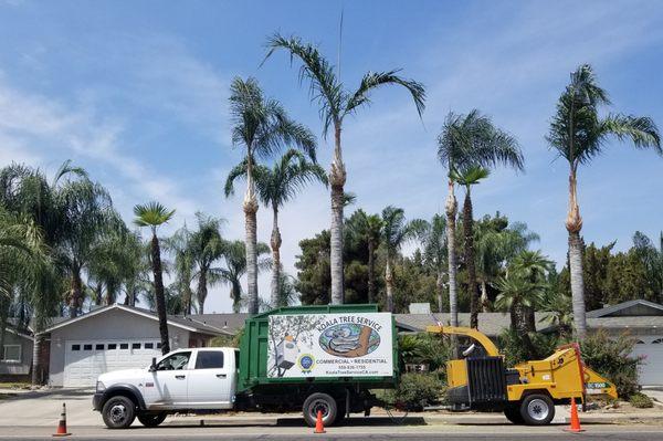 Koala Tree Service