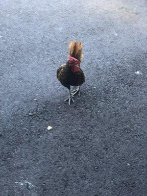 Rooster came to watch me leave