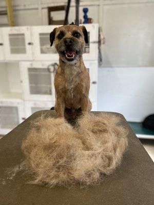 Border Terrier Hand Strip