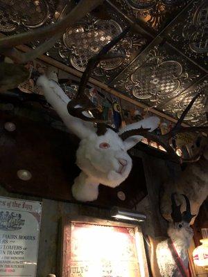 Albino Easter jackalope?