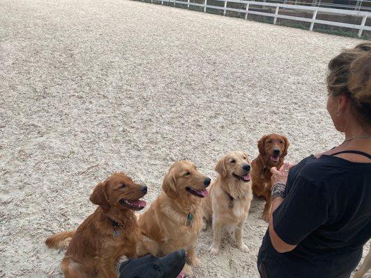 Puppy Socialization Group