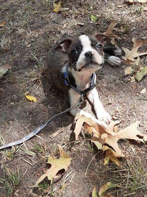 Buster III, feeling great after his visit with Dr. Davis.