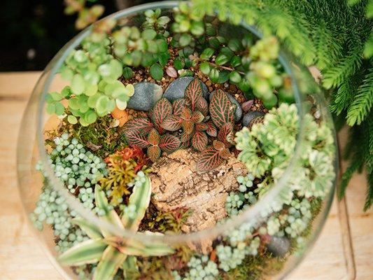 Terrarium LOVE!