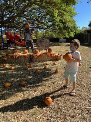 Pumpkin patch at Kilohana preschool