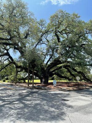 The Big Oak