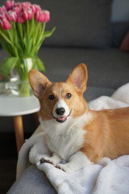 Corgi