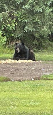 Bears eating