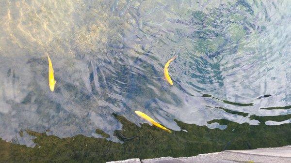 Golden trout in the fishing pond.